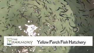 The Farmory  Yellow Perch Fish Hatchery