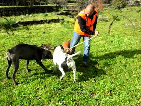 Pit Bull E Cane Corso Tyson Kira Dea