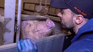 What it's REALLY like in a STANDARD UK Pig Farm