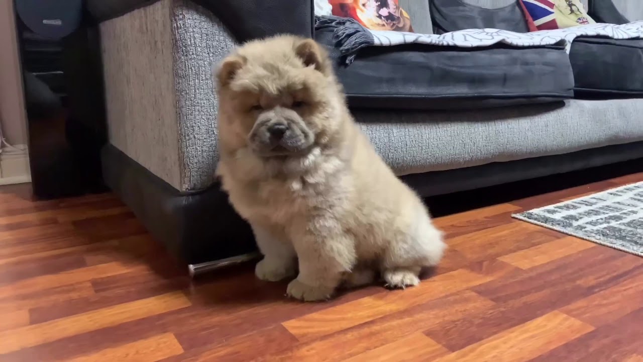 Chow chow 10 weeks old Cinnamon boy puppy YouTube