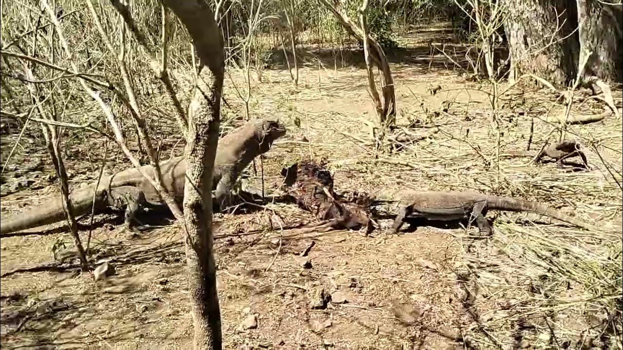 Giant Komodo Dragon and babies Komodo Dragon are eating huge Deer #