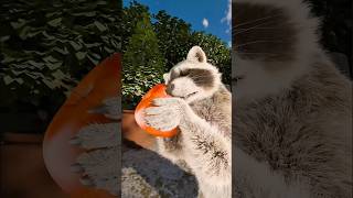 Why Do Raccoons Always Wash Their Food? #shorts #interestingfacts #facts #experiment #raccoons