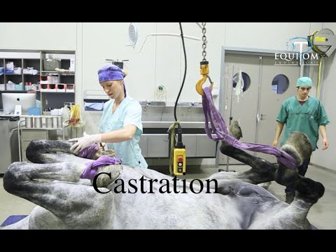 Vidéo: Castrer Un Cheval – Moments D'enseignement Vétérinaire