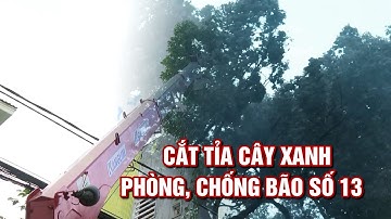 Quảng Ngãi cắt tỉa cây xanh phòng, chống bão số 13   | QNgTV