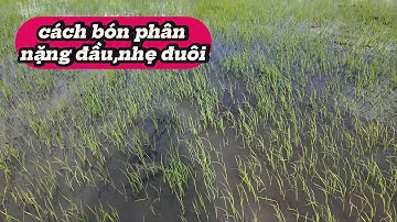 cách bón PHÂN NẶNG ĐẦU,NHẸ ĐUÔI trong vu thu đông (9 công ) l Thanhdotv