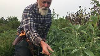 White Sage - How To Grow In Washington With Michael Pilarski Er