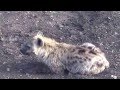Spotted Hyena : Maasai Mara National Reserve, Kenya