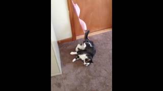 Cat Stuck in Bra(, 2016-05-30T04:42:00.000Z)