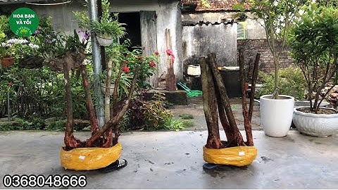 GL.Sim rừng bụi 5 thân.Hoa bạn và tôi