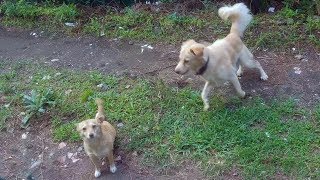 How LADY DOG is meeting to her husband :D - Dogs Being Jerks