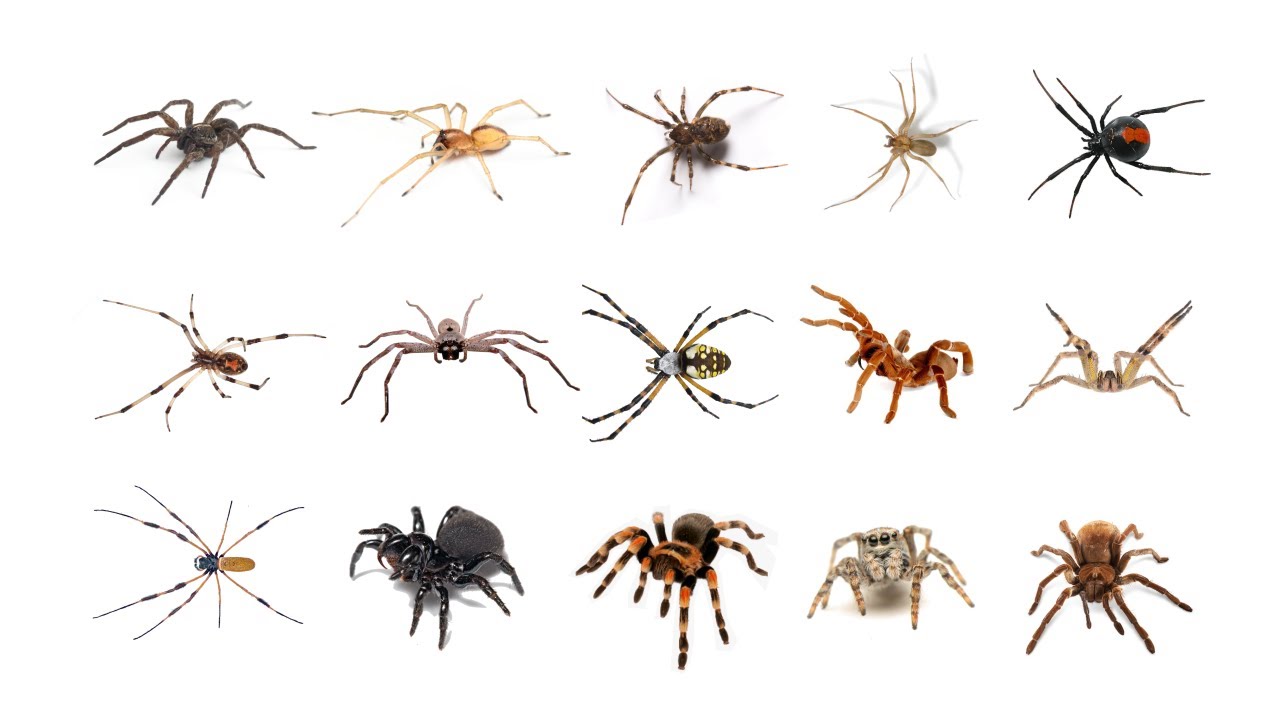 🕷 Learn Types of Spiders In English! English Spider Species Popular Types  of Spiders 