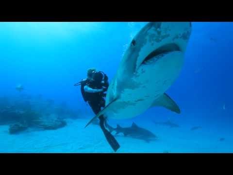 Ocean Ramsey dives with Sharks for Conservation. Water Inspired Music: &quot;Hayling&quot; by FC Kahuna