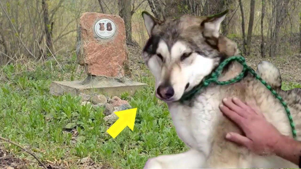 Heartbroken Dog Pays Emotional Tribute at Owner's Funeral, Prepare to