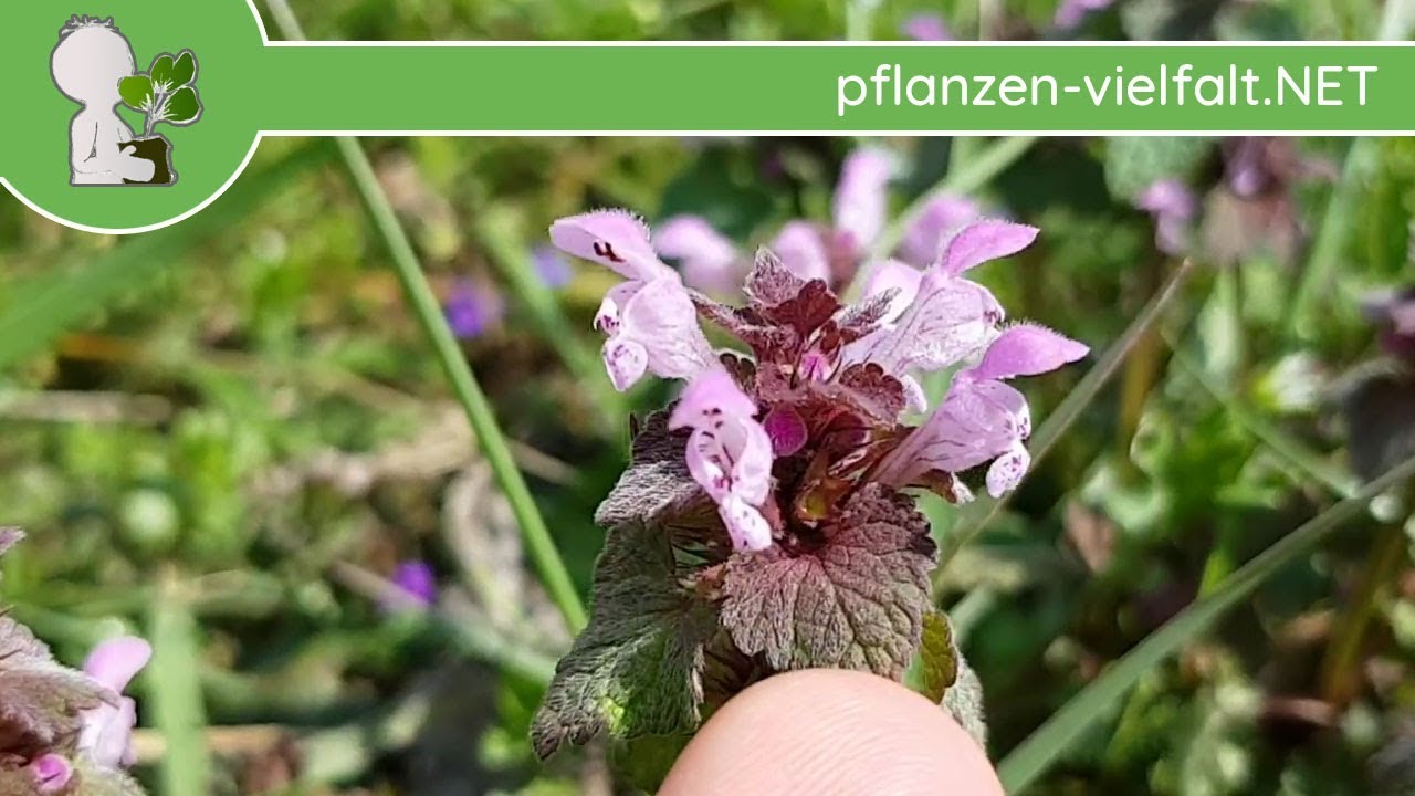 Gefleckte Taubnessel von Purpurroter Taubnessel unterscheiden. 06.04.18 - Wildpflanzen-Bestimmung
