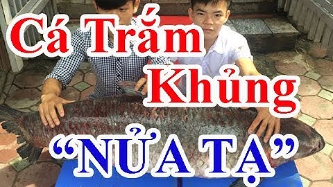 Cận cảnh cá trắm đen “khủng” hơn nửa tạ ở hồ Thác Bà - Tin hot mỗi ngày