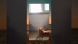 Oyen Jago Terbang V シ