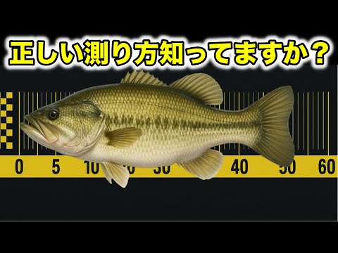 Topwater bass fishing ブラックバスをより深く楽しみたい大… Topwater bass fishing ブラックバスをより深く楽しみたい大…
