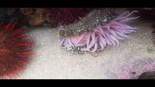 Beautiful pink nocturnal sea anemone haveing lunch