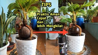 MENGECAT BONSAI KELAPA DENGAN CLEAR GLOSS AGAR MENGKILAP screenshot 2