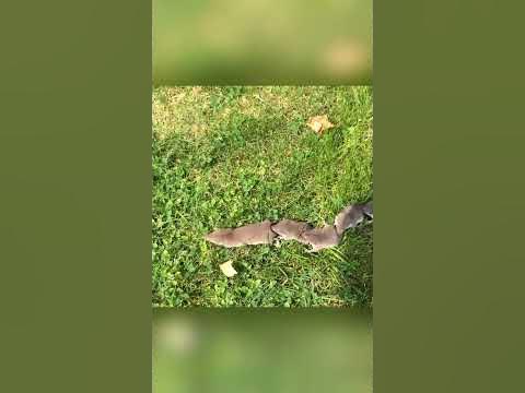 Странный способ перемещения - YouTube