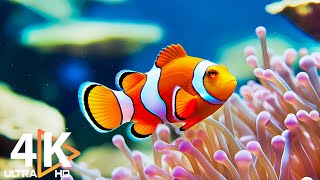 Aquarium 4K VIDEO (ULTRA HD)  Beautiful Coral Reef Fish  Colorful Marine Life & Peaceful Music #9