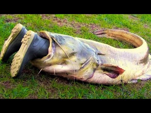 Сом. Самые большие сомы в мире. Animals & fish