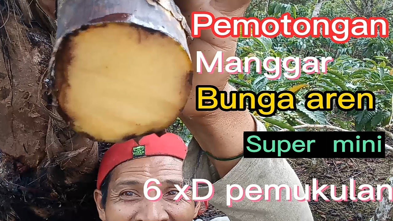 pemotongan manggar aren mini 6x pemukulan#menyadaparen #niraaren #penderesaren