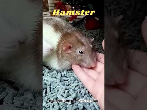 Vídeo: 5 razões para não ter um hamster de estimação