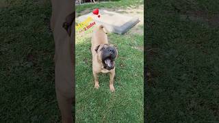 Our sweet and cheeky SharPei girl #dog #shorts #sharpei #pets #doglover #dogslife #dogsvideo #love