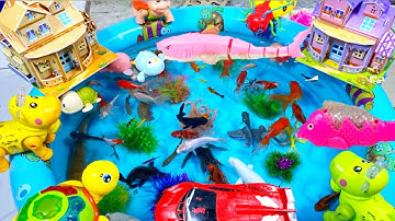 Động Vật Dễ Thương,Cá Mập,Cá Heo,Cá Chép,Cá Koi,Cá Đuối,Cua,Tôm,Ghẹ,Chim,Bọ Ngựa,Chuồn Chuồn,Animas