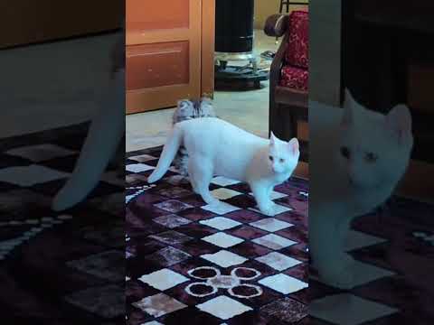 انتو حتشحدو بالشوارع كوميديات قطط مضحك قطط مضحك  