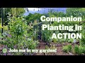 Companion Planting, Intercropping & Succession Planting: A Hands On Guide