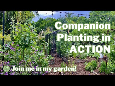 Video: Garden Intercropping: Interplanting ve Yoğun Bahçecilik Üzerine İpuçları