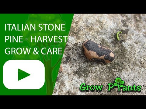 Italian stone pine - grow, care & harvest (Pinus pinea)