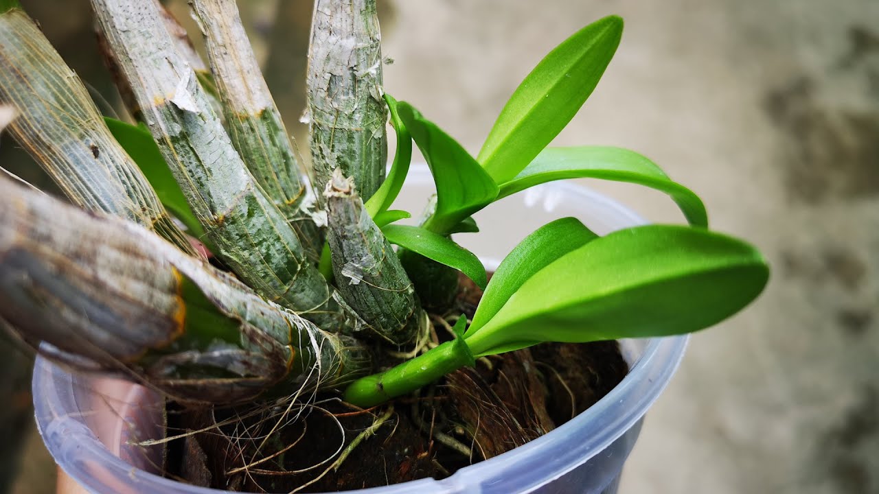 石斛兰长势弱？教你一个小妙招，长根长芽特别快