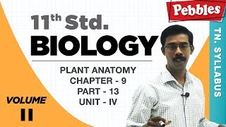 TN 11th Std Biology || Plant Anatomy || New Syllabus - 2018 || Chapter 09 || Part 13 || VOL 2 TN 11th Std Biology || Plant Anatomy || New Syllabus - 2018 || Chapter 09 || Part 13 || VOL 2