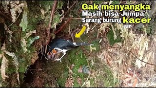 senang rasanya melihat langsung sarang burung kacer air di alam, sedang meloloh anaknya