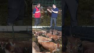 Jersey Rüzgarı - Türkiye De Neden Bu Kadar Popüler Oldu? Videomuz Tarım Can Kanalında Yayında