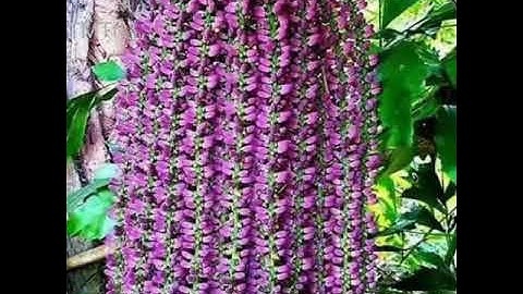 تلاوة رائعة ما تيسر من سورة إبراهيم للشيخ خالد عيشان