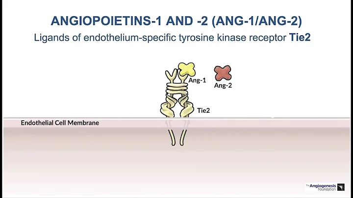 1. The ANG/TIE System - Role in Vascular Stabiliza...