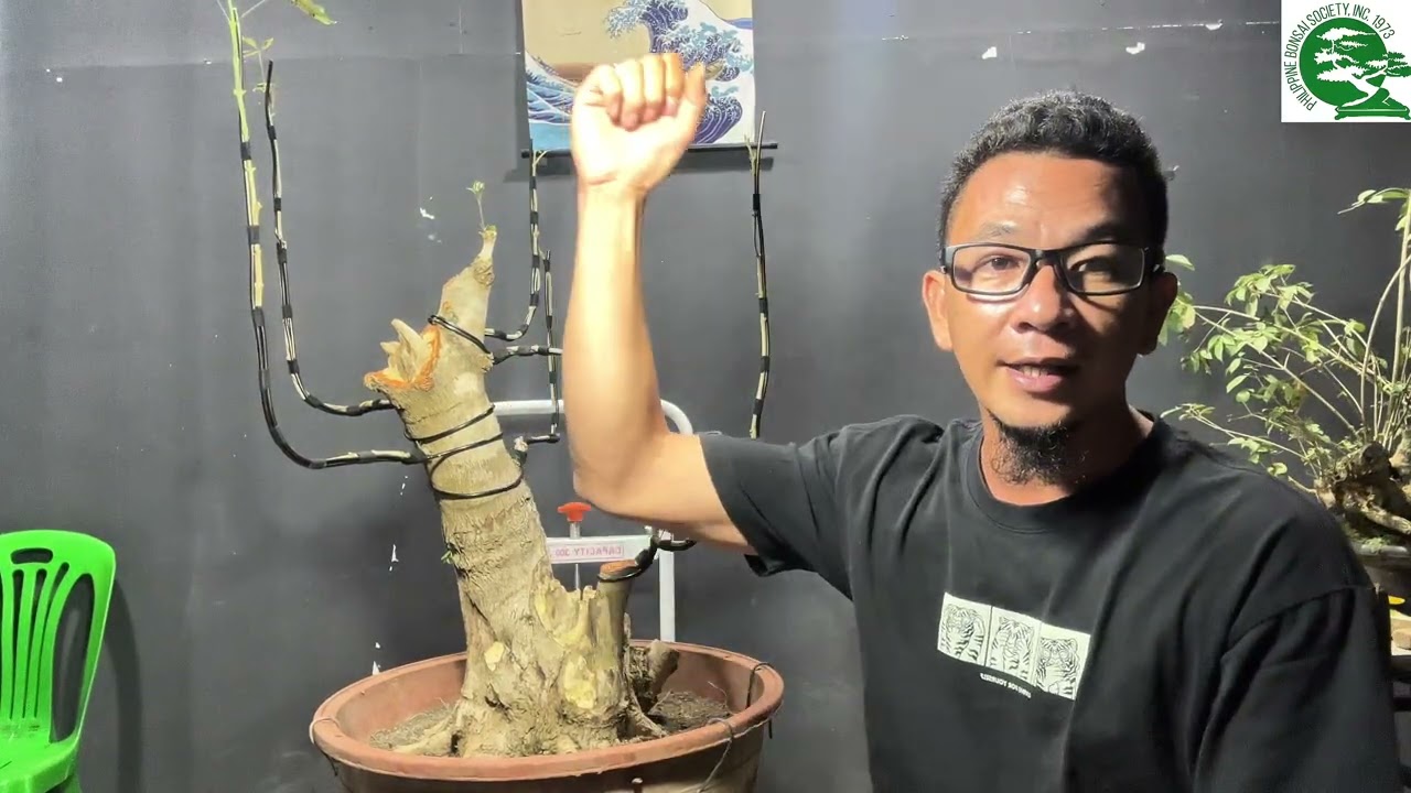 Art'bonsai101 vlog#90 update ng vlog#35 after 11months #tutorial 🫡🫶🏼💚🌳🇵🇭