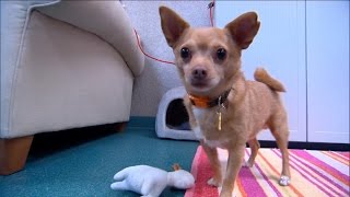 'Eddie the Terrible' Finally Finds a Home