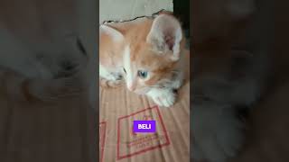 bayi kucing ini sedang bermain