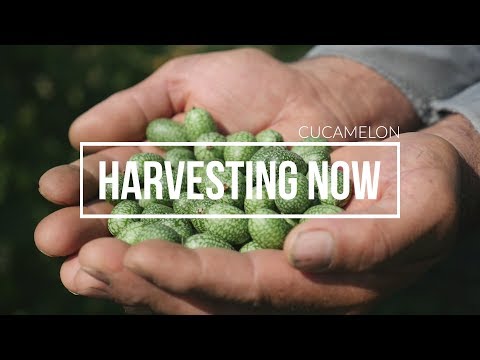 Vidéo: Cueillette de cucamelon : quand un cucamelon est-il mûr et prêt à être récolté ?