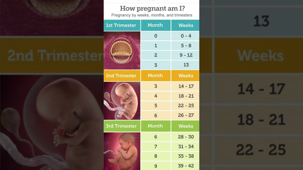 Pregnancy Weeks Months And Trimester Pregnancyjourney Pregnancycare