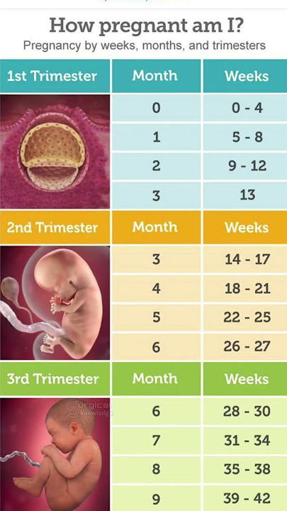 Pregnancy Weeks Months and Trimester #pregnancy #pregnancyjourney #pregnancycare