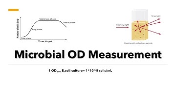 Microbial OD600 Measurement - Optical Density Measurement Principle and Method