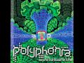 Polyphonia  culture dissolution