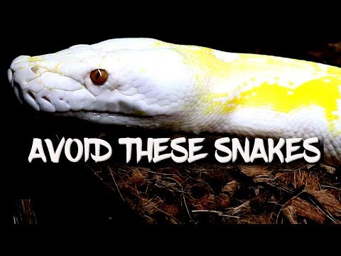 Five snakes beginners should avoid!