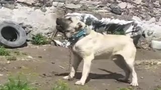 KaNGaL The Destroyer by Planet Of The Dogs 80,530 views 5 years ago 2 minutes, 32 seconds